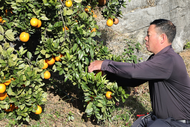 新隆镇黄牛冲村：石头山上结“金果”生态种植促增收