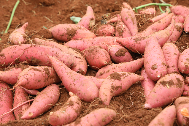 新田：初冬农作物采收正当时 产业振兴激活乡村动能