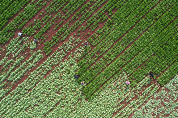 新田：芥菜丰收采收忙 产销两旺助增收