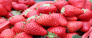 新田：草莓抢“鲜”引客来 采摘经济促增收