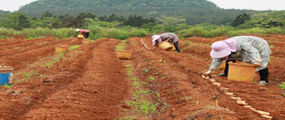 新田：抢抓农时忙种植  淮山播种正当时