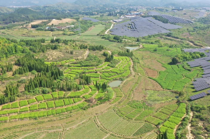 金陵镇龙珠村：闲置荒坡“再生金” 玉竹产业铺富路