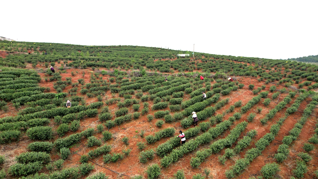 DJI_0605_副本.jpg DJI_0605_副本.jpg