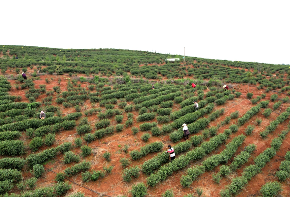 新田：春山采茶抢“鲜”忙 茶香满园促增收
