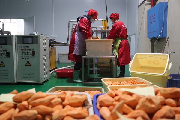 加工红薯米.jpg