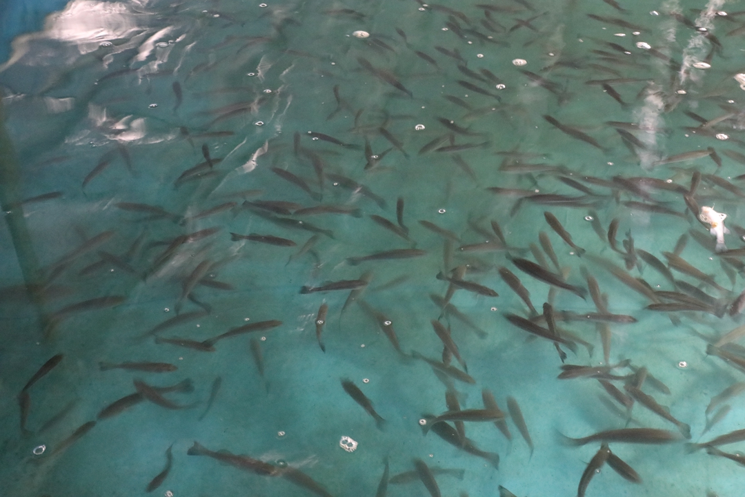 魚(yú).JPG 魚(yú).JPG