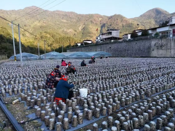 两江口村：党建引领兴产业 小小木耳壮集体富村民