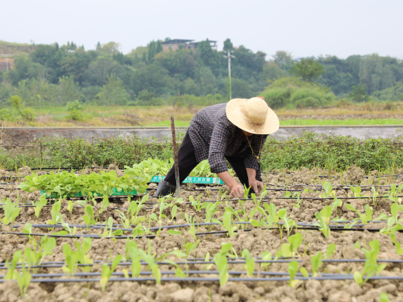 新田：错茬轮种高效利用土地 富硒地里种出 "致富菜"
