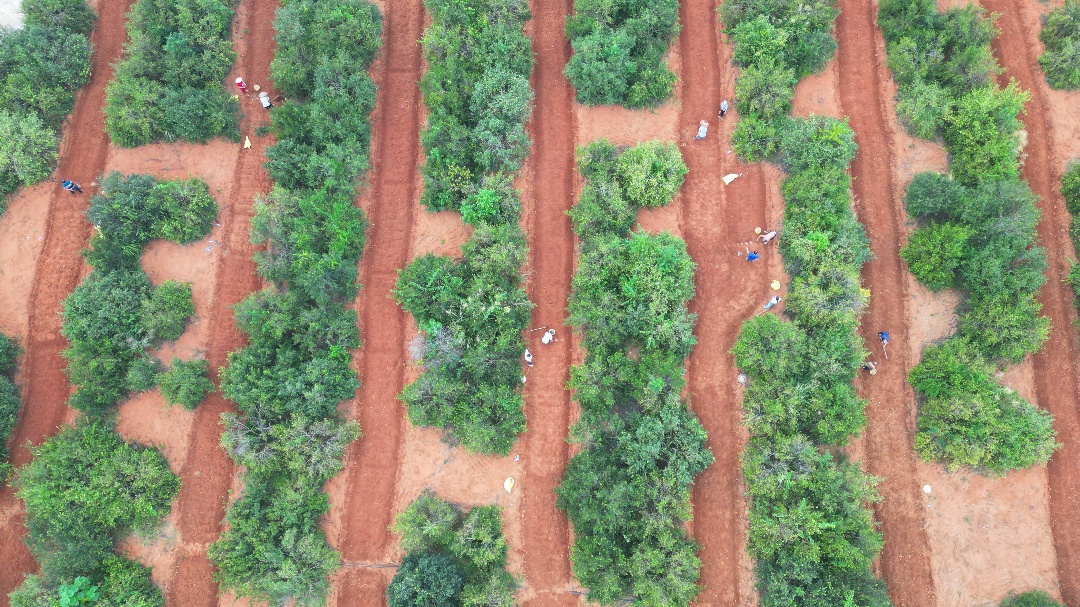 DJI_0460.JPG