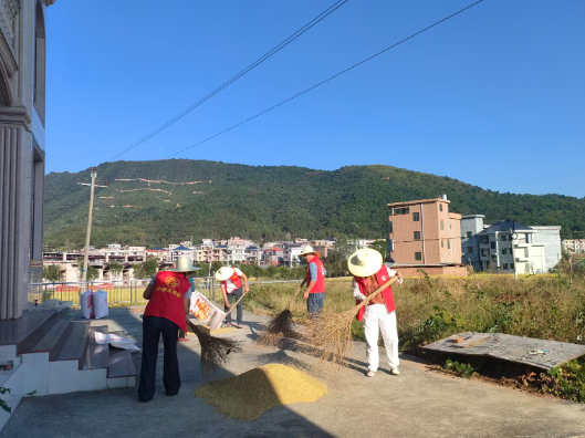 金陵镇上游村：助农晒谷暖民心 干群同心保丰收