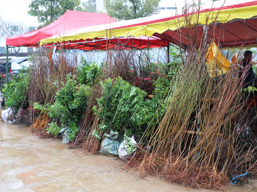 新春栽“绿”正当时 新田苗木市场购销两旺