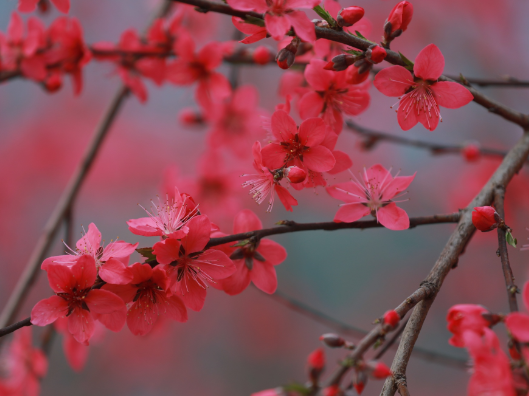 （春日美景）桃花盛开春意浓