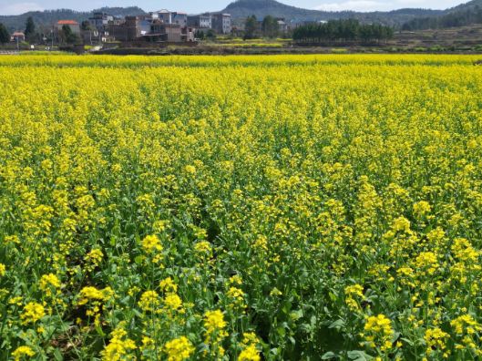 大坪塘镇冷水塘村：油菜花开迎客来 春日美景醉游人