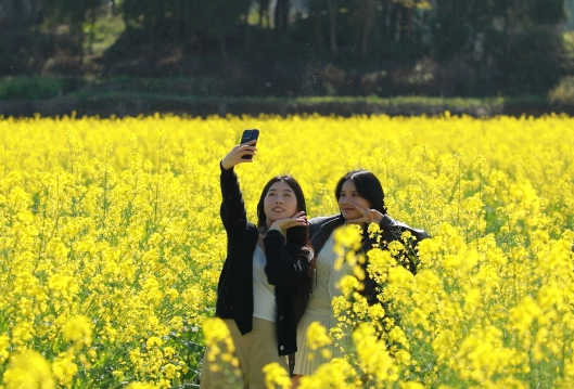 大坪塘镇：油菜花海映红址 踏青寻史两相宜