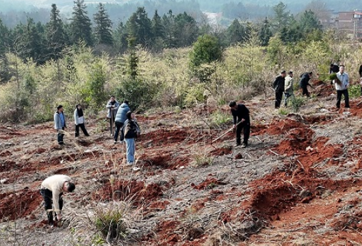 新田县审计局机关党支部与龙溪村党支部联合开展义务植树主题党日活动