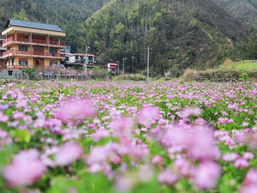 （春日美景）新田：紫云英盛开 田园美如画