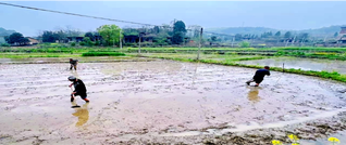 新圩镇：抢抓农时不负春 春耕生产掀热潮