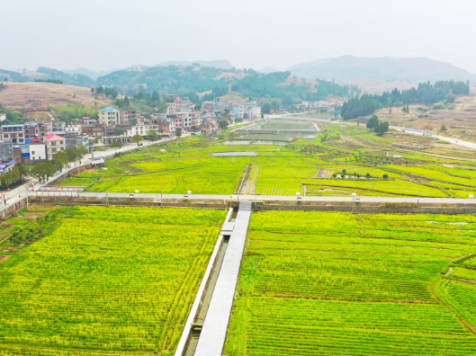 大坪塘镇：金色花海映初心 农文旅融合绘新景