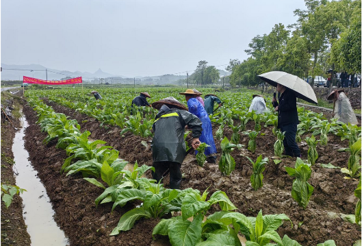 新田县烤烟大培土工作推进会召开