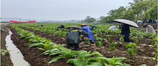 新田县烤烟大培土工作推进会召开