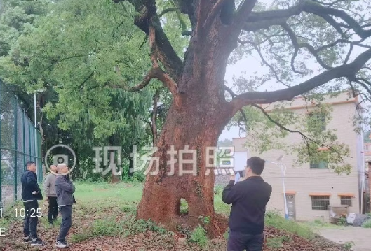 新田县林业局开展古树名木保护复壮工作