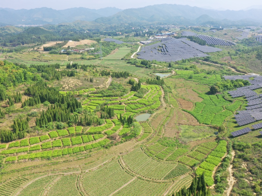 金陵镇龙珠村：闲置荒坡“再生金” 玉竹产业铺富路