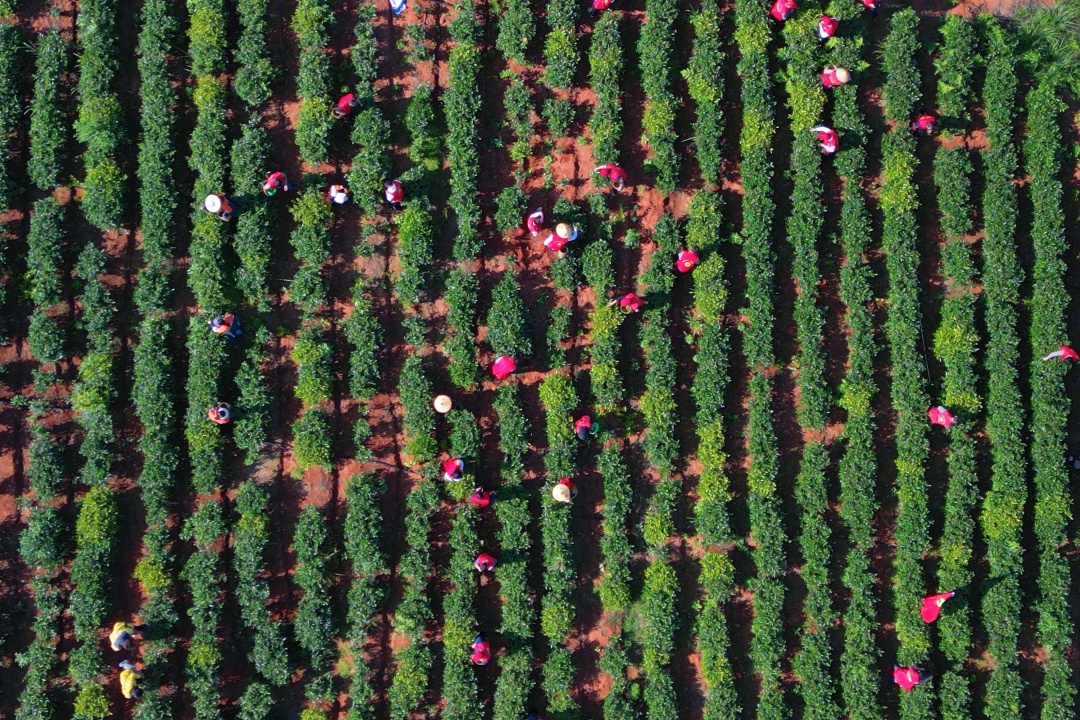 DJI_0446.JPG