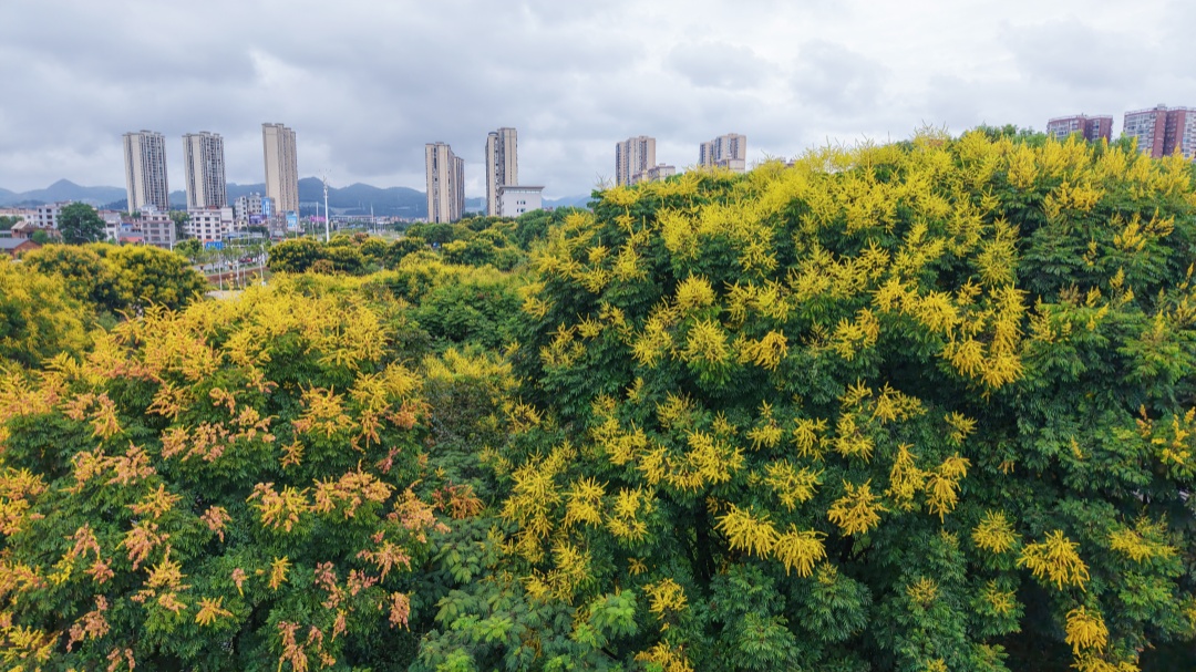 DJI_20260825085344_0686_D.JPG
