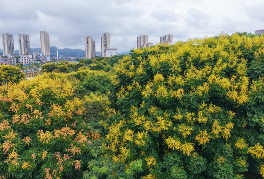栾树花开装点城市美丽画卷