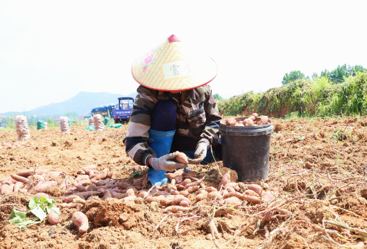 大坪塘镇黄家舍村：百亩紫薯喜获丰收 “订单农业”铺就致富新路