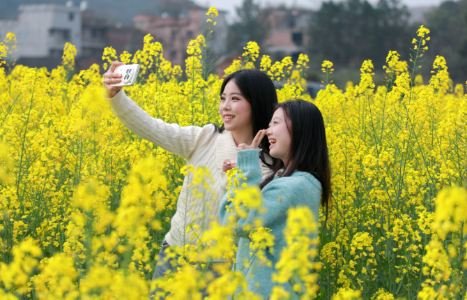 新田：油菜花田绘春景 “稻油”轮作促增收