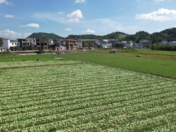 中山街道黄沙溪村：芥菜迎首茬采收 “一年三茬”轮作串起增收链