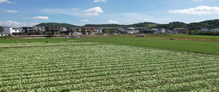 中山街道黄沙溪村：芥菜迎首茬采收 “一年三茬”轮作串起增收链