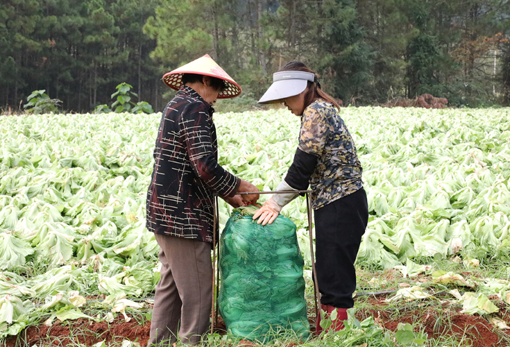 新田：初冬农作物采收正当时 产业振兴激活乡村动能