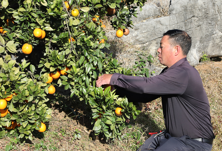 新隆镇黄牛冲村：石头山上结“金果”生态种植促增收