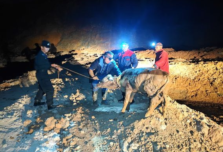 警民携手雨夜救黄牛