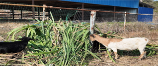 陈建：“羊司令”带出生态致富羊队伍