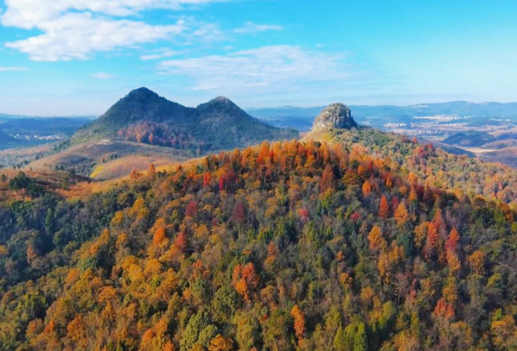 （冬日美景）新田：枫林色彩斑斓 绘制冬日美景
