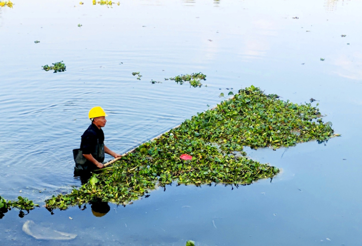 新田县道塘村：整治河道水葫芦  共建生态家园