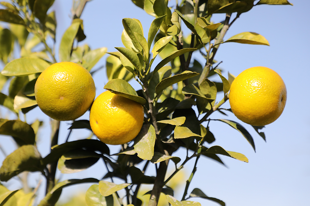 8B3A8379.jpg 8B3A8379.jpg