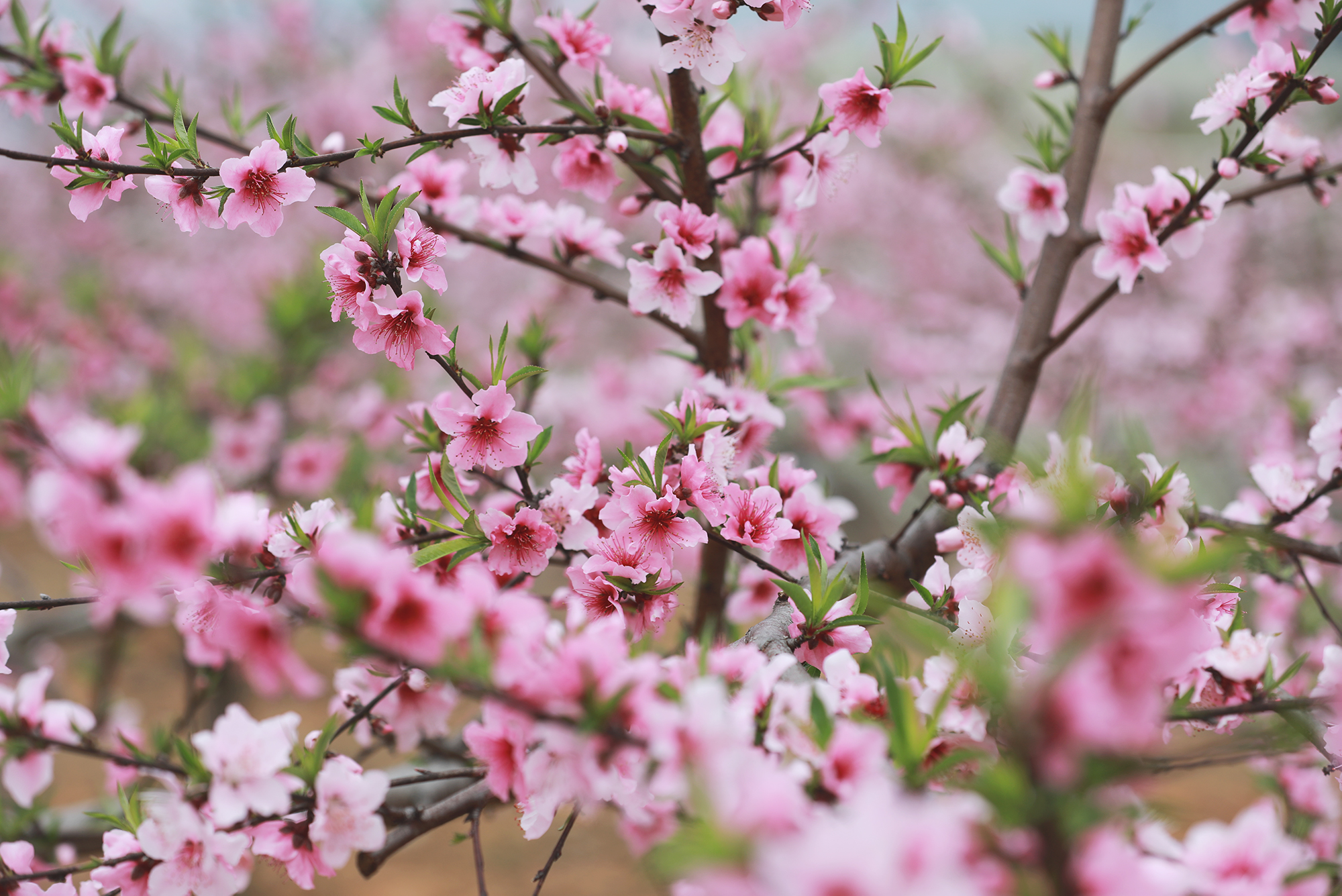 011A0072.jpg 011A0072.jpg