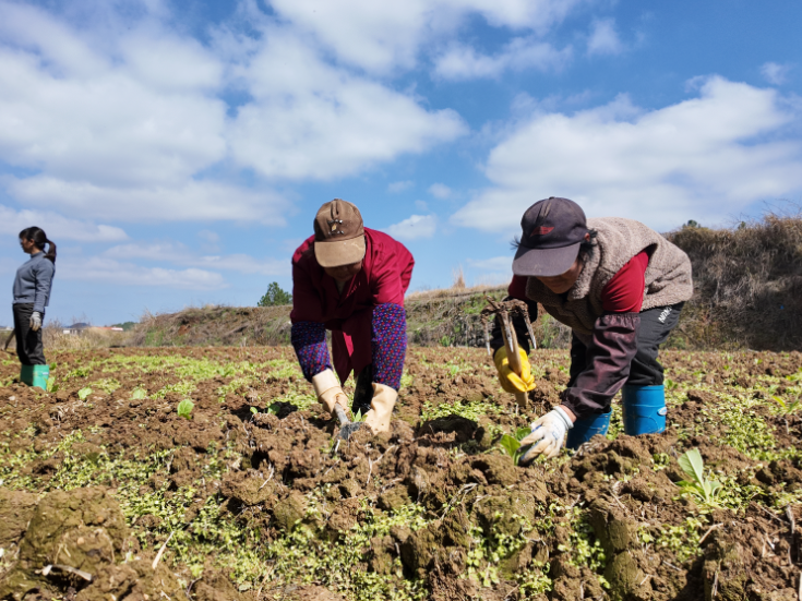 冷水塘村：烟农争春移栽忙 机械“上新”降本增效