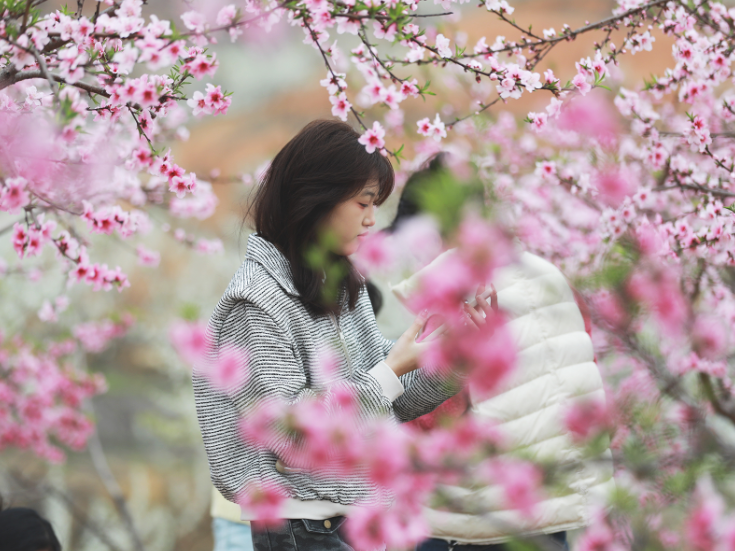 骥村镇：桃李争妍迎客来 农旅融合促增收