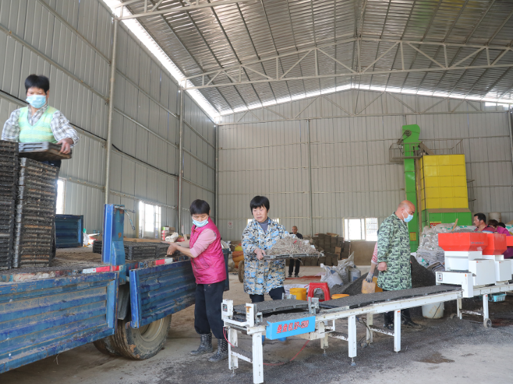 新田：流水线“跑”出春耕加速度 科技育苗助早稻稳产