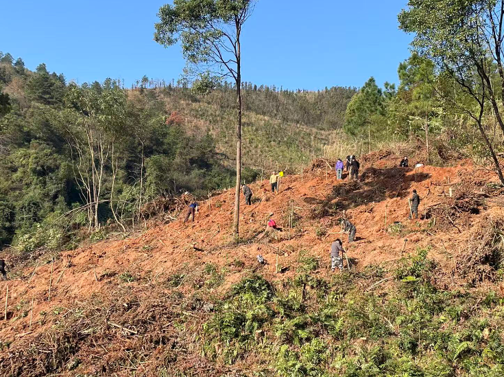 新田大湾林场：自主育苗栽新绿 筑牢生态安全屏障