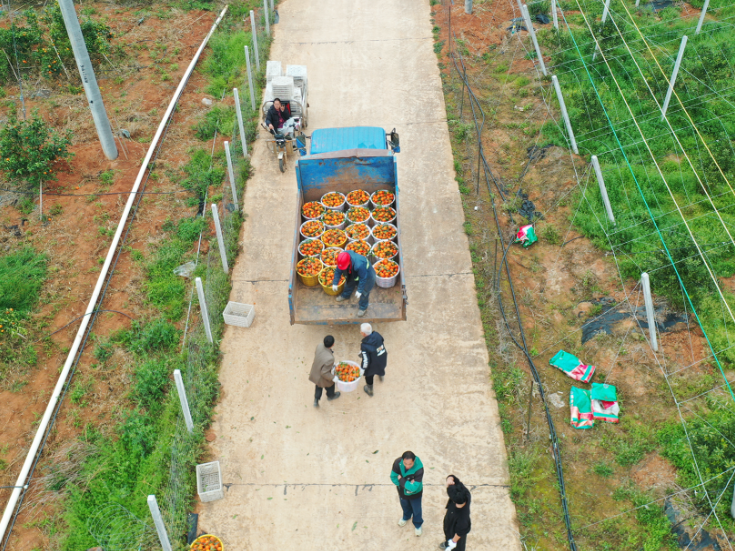 新田徐家村：三月沃柑香满枝 电商拓路远销海外