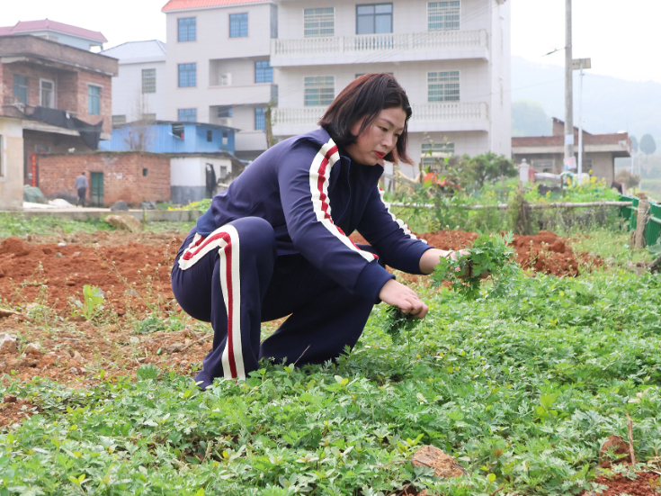 大坪塘镇冷水塘村：艾草青青处 春味正浓时