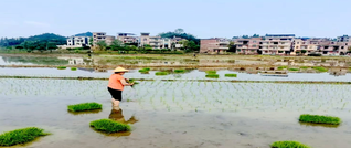 新圩镇：田间插秧忙 不负好春光