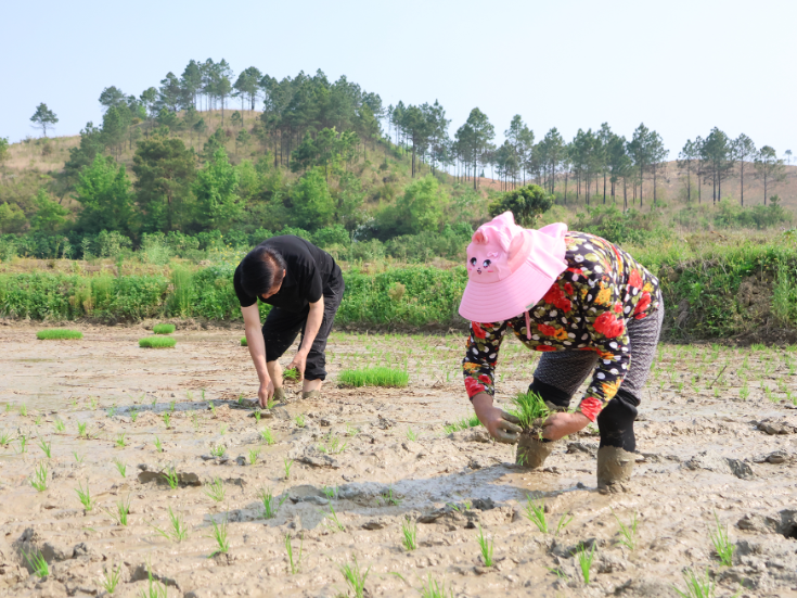 三井镇小坪塘村：种粮夫妻档 同心守粮仓
