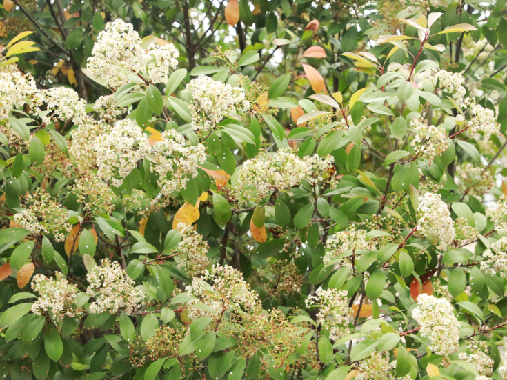 “空气净化卫士”石楠花为城市空气质量添动力